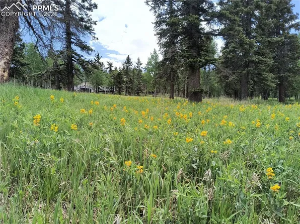 Will Scarlet Dr, Divide, CO 80814