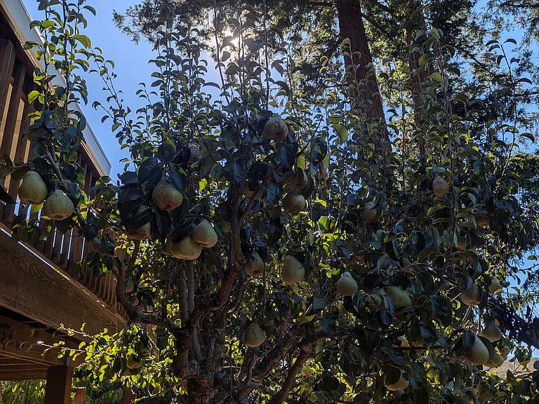 Panorama Dr — Photo 15