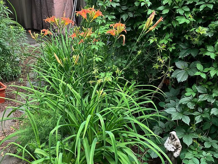 Side yard / Garden