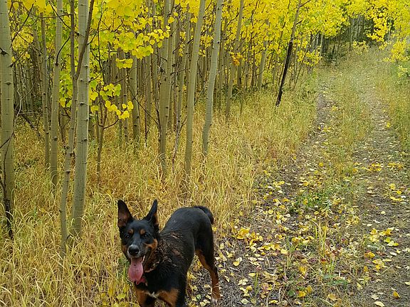 Gorgeous Fall and Shelter Pu