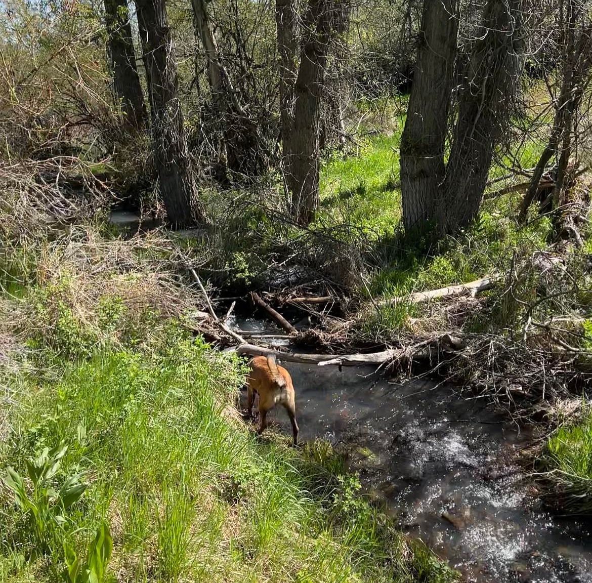 Old White Bird Hill Rd, Grangeville, ID 83530 MLS 98877568 Zillow