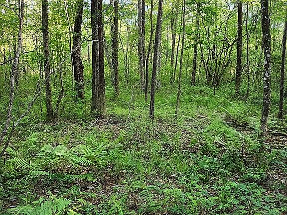 5th image of LOT 1 Littlefield Trl