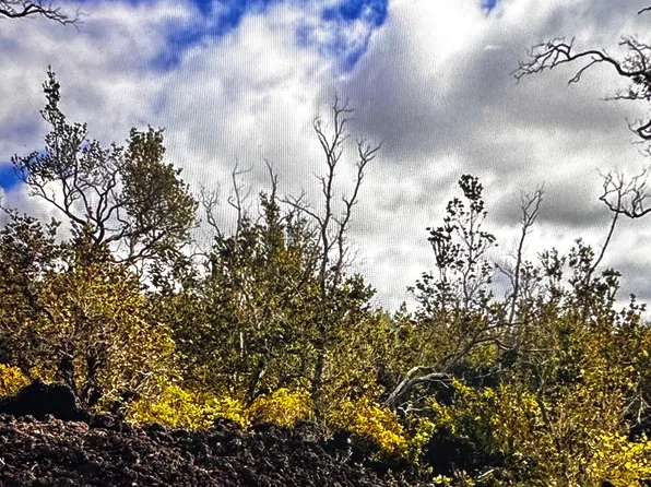 Tree Fern Ln Lot 15, Captain Cook, HI 96704