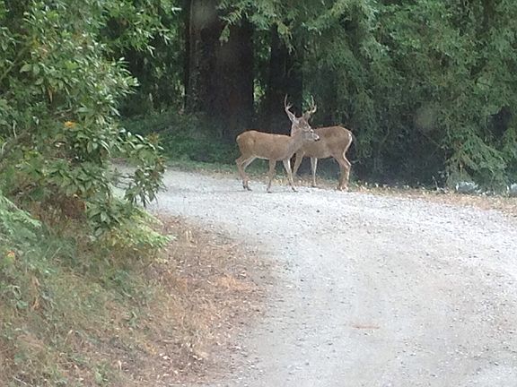Visiting wildlife