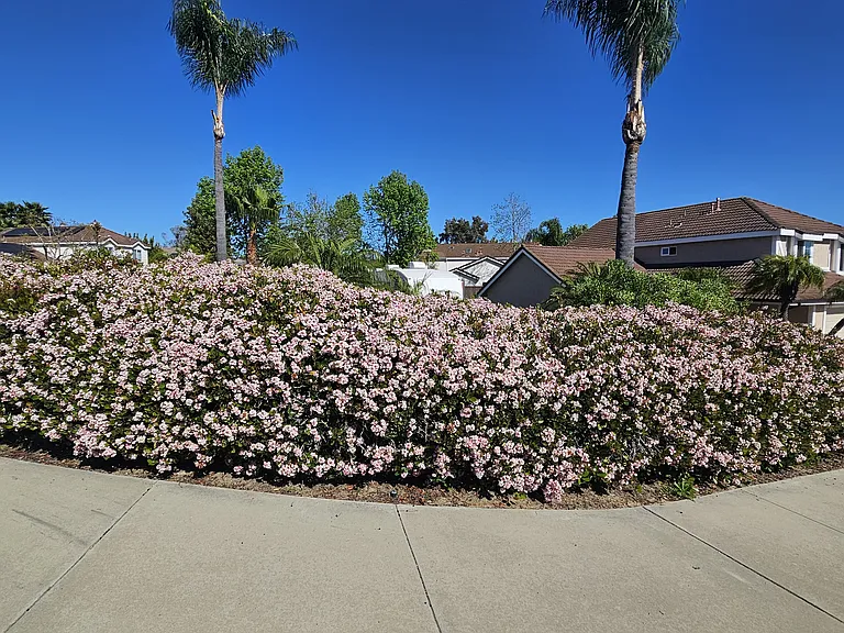 front shrubs blooming