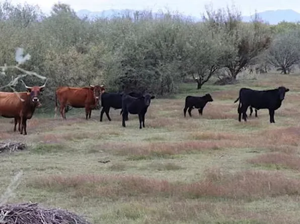 TBD Tbd Roper Lake Rd Stockton Rd, Safford, AZ 85546