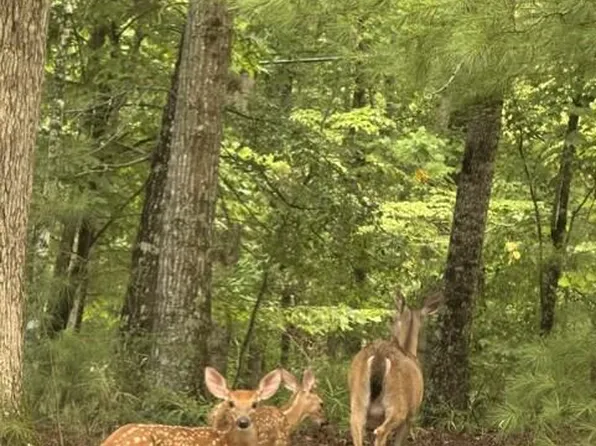 0 Oneida Cir Lot 870, Ellijay, GA 30540
