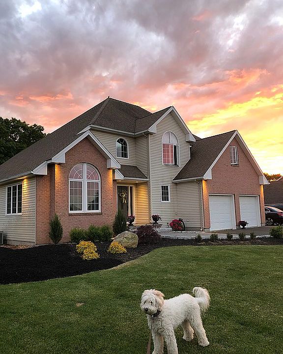 Dog not included in sale 