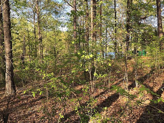 Middle of Property