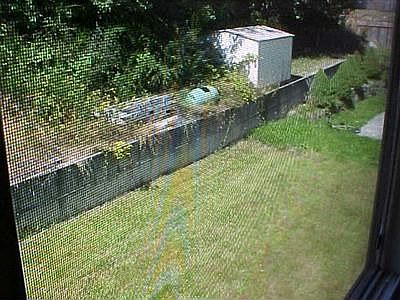 Backyard