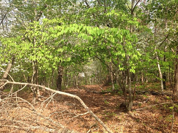 2nd image of Forest Hills Ln #Lots