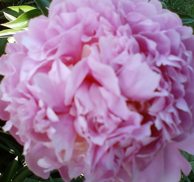Peonies 