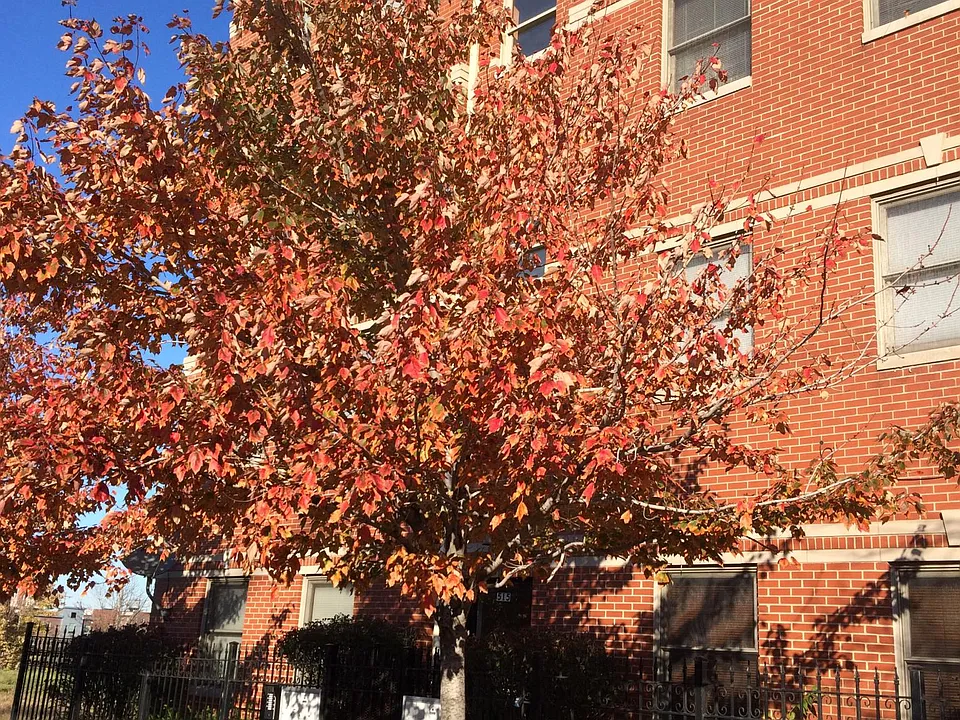 515 S Maplewood Ave #2