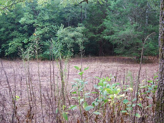Food Plot