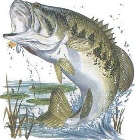 bass everywhere