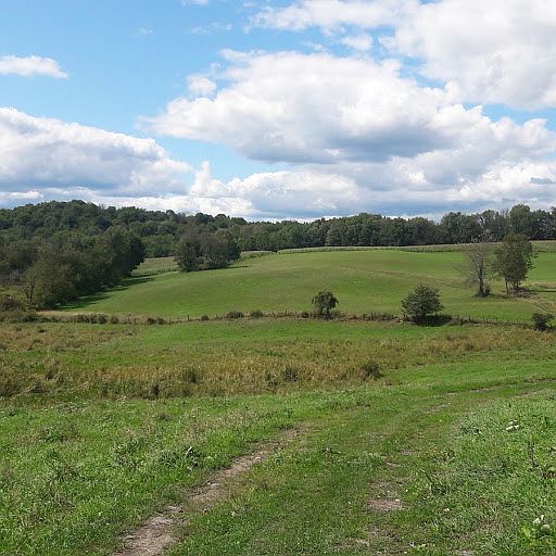 view of pasture and woods