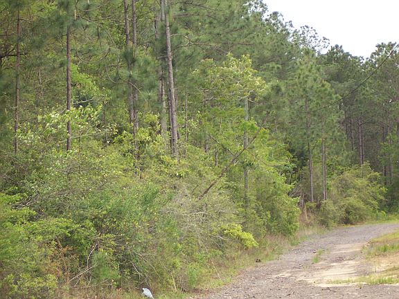 3rd image of Pine Forest Rd