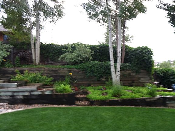 Back yard