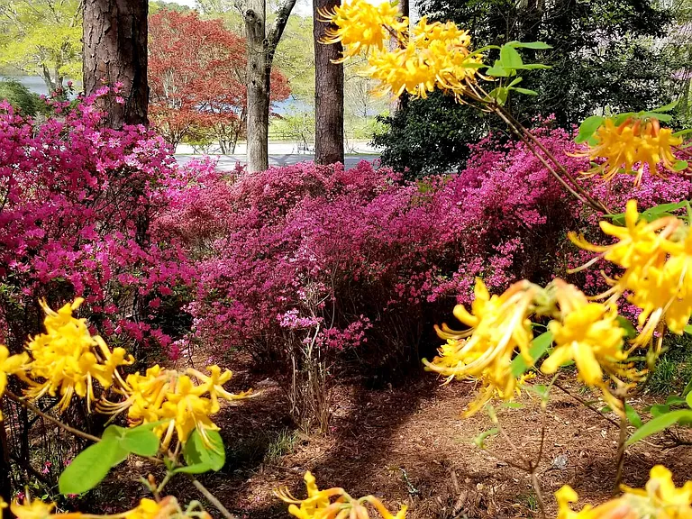 Callaway - Azaleas in Spring
