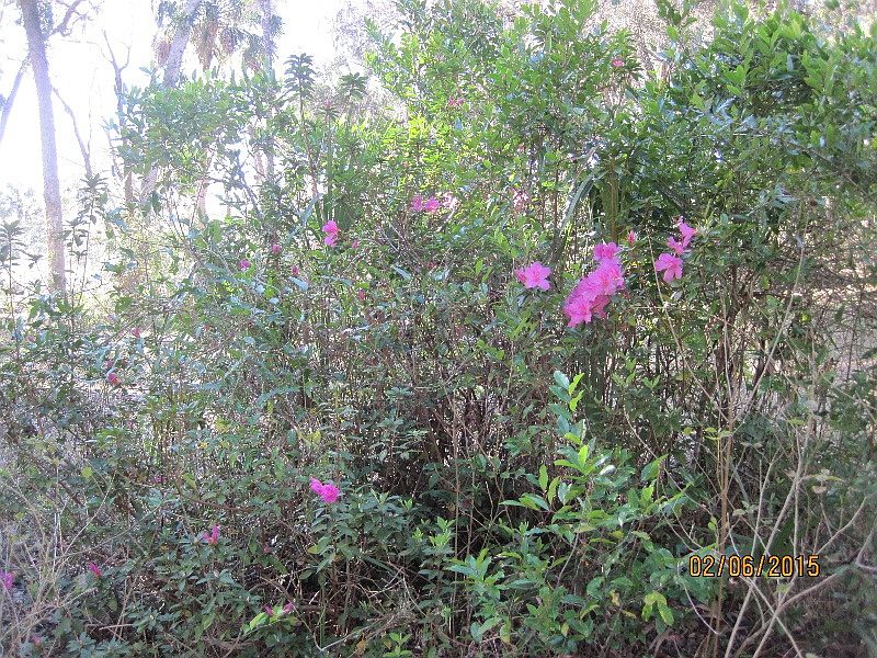 1st image of 12088 Wekiwa Cir