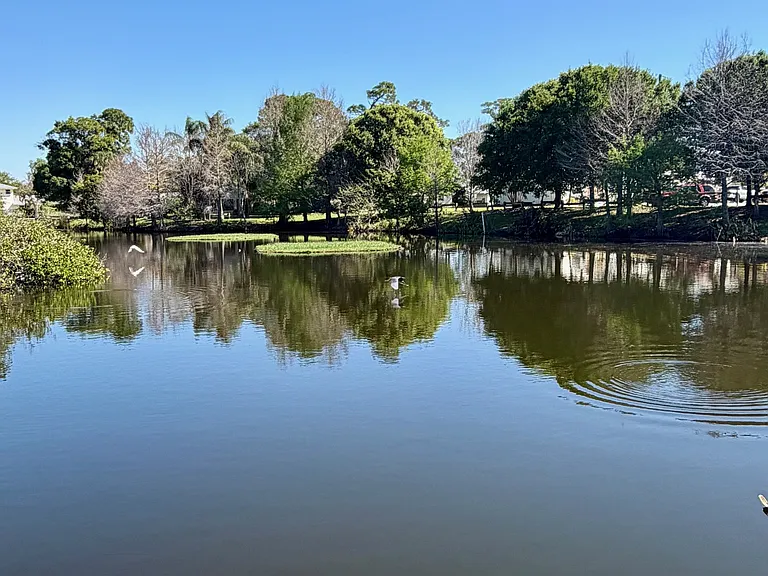 Nearby pond and its beautiful birds!