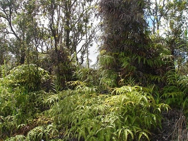 2nd image of Ohia Lani Rd Lot 75