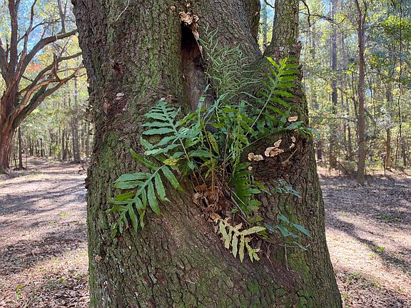 5th image of 1255 Thirty Five Mile Rd
