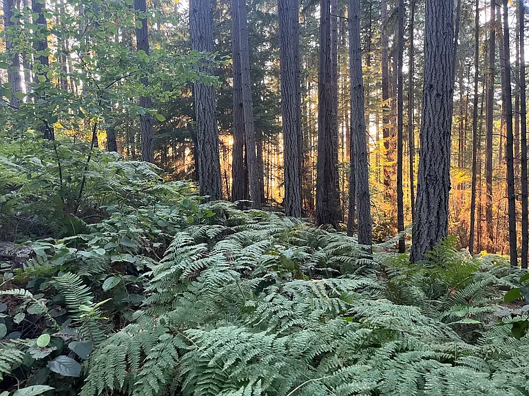 Old growth forest is above the homes in Pt. Defiance park. Miles of hikes in the most beautiful place on earth. This is taken right above the house.