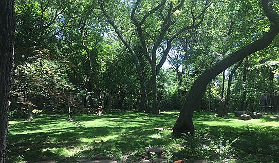 backyard