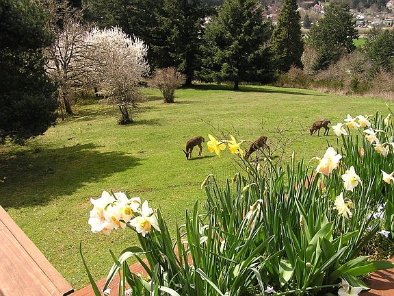 Backyard, from back deck