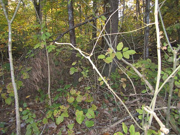 3rd image of Byrdstown Hwy