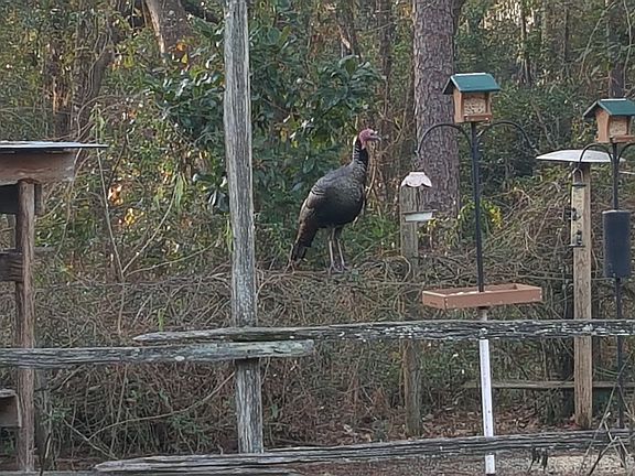 Bird area w/visiting Turkeys