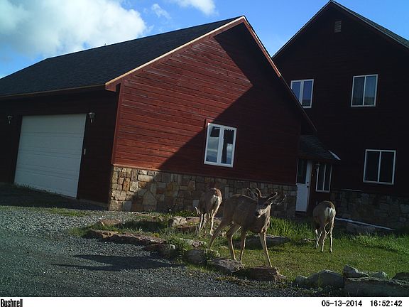 wildlife in front