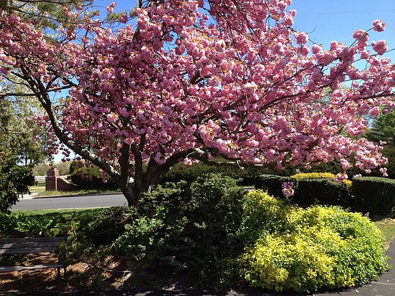 Cherry trees front and back
