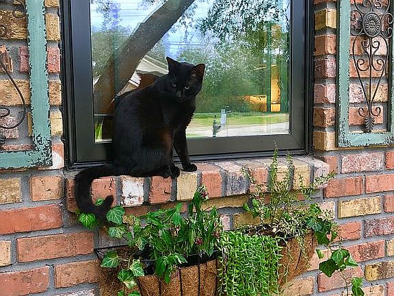 Kitchen Casement Window