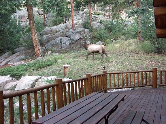 South deck view & elk
