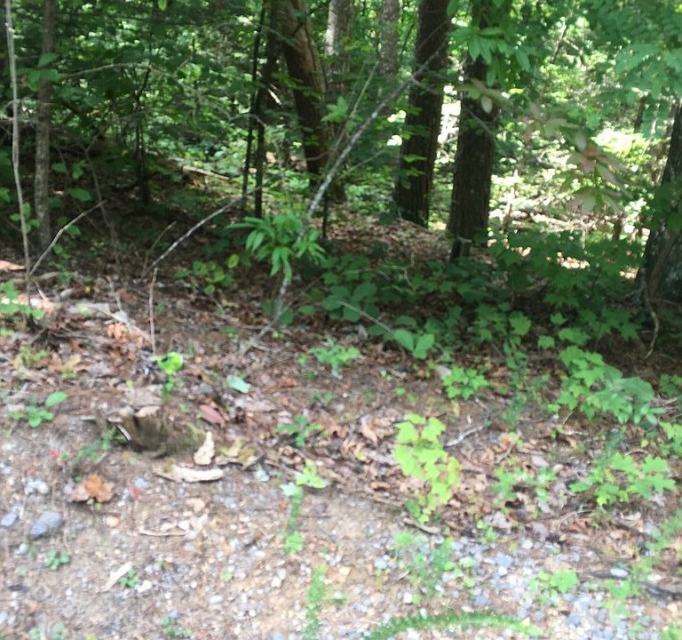 2nd image of 0 Silver Poplar Ln