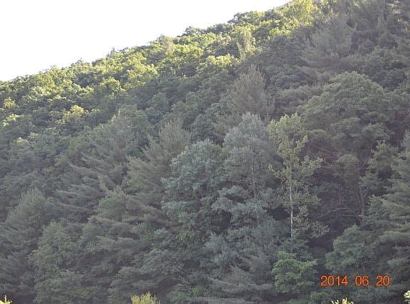 90 acres of timber