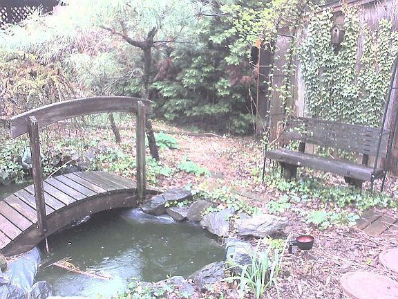 pond in the garden