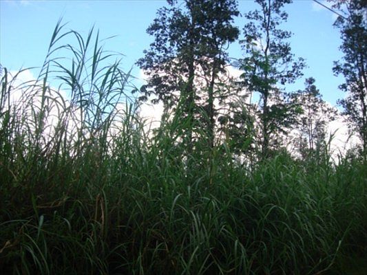 1st image of Orchid Dr Lot 3