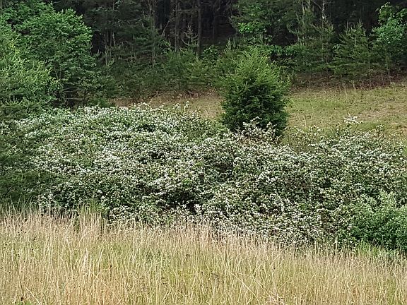 Wild blackberries
