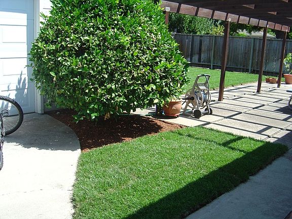 backyard-1