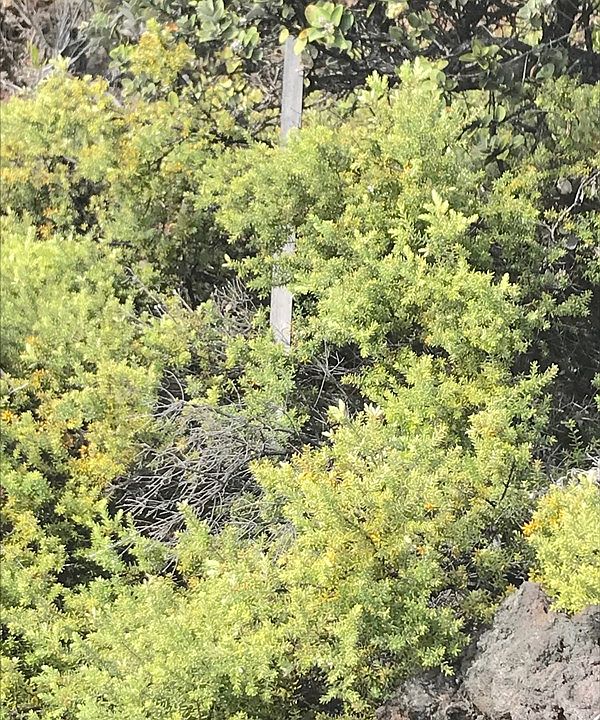 2nd image of Ohia Dr Lot 2