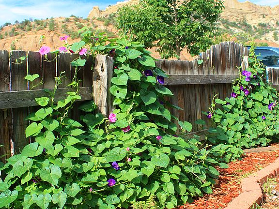 Hogback & Morning Glories