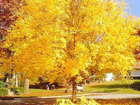 Magnificent Fall Maple