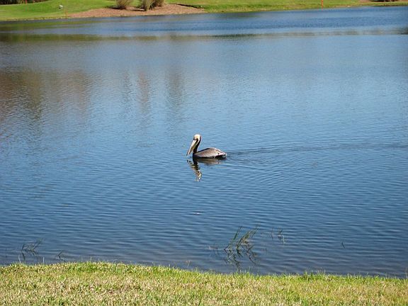 Pelican
