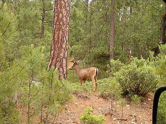 Deer standing next to driveway