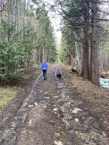 Red Fir Loop, Weed, CA, 96094