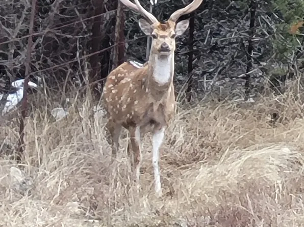 LTR-006 Lost Trails Ranch, Eden, TX 76837