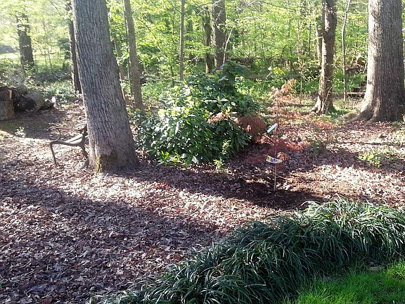 Quiet and peaceful backyard